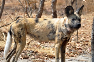 A female wild dog at the Painted Dog Conservation centre.